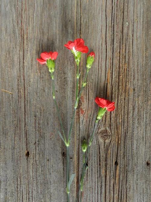 DRACULA RED MINI CARNATIONS